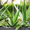 Aloe Vera Plants paint by numbers
