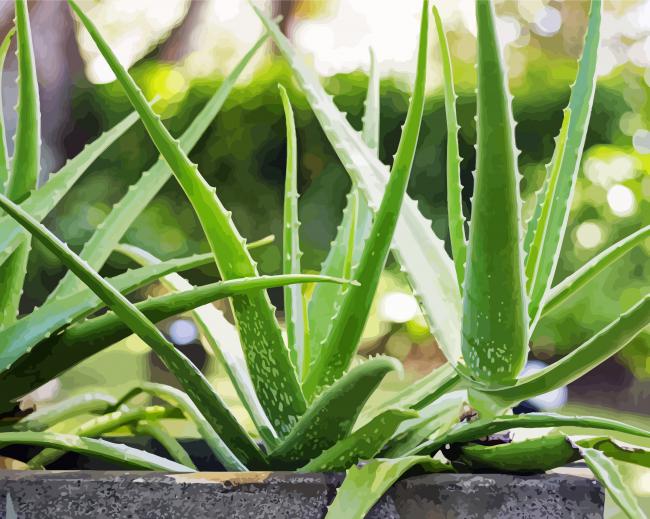 Aloe Vera Plants paint by numbers