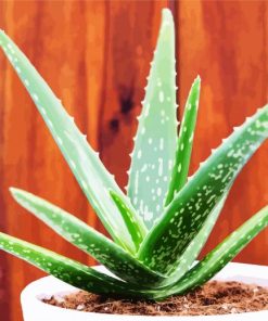 Aloe Vera Plant paint by numbers