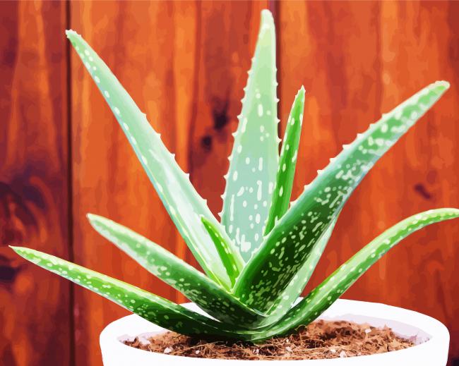 Aloe Vera Plant paint by numbers