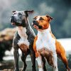 American Staffordshire Terrier dogs paint by numbers