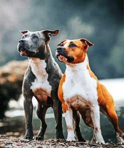 American Staffordshire Terrier dogs paint by numbers
