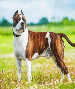 Aesthetic Staffordshire Terrier paint by number