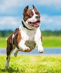 American Staffordshire Terrier running paint by numbers