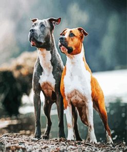 American Staffordshire Dogs paint by number