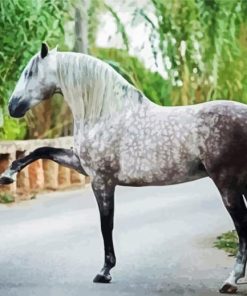 Andalusian Horse Animal paint by numbers