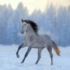 Andalusian Horse In The Snow paint by numbers