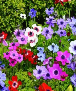 Anemones Flowers paint by number