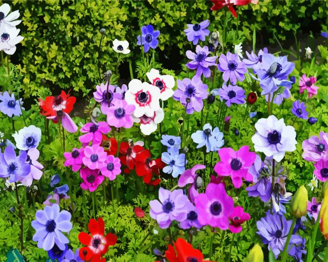Anemones Flowers paint by number