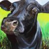 Angus Cattle paint by number