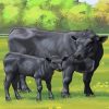 Angus Cow And Calf paint by number