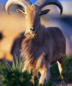 Aoudad Animal paint by number