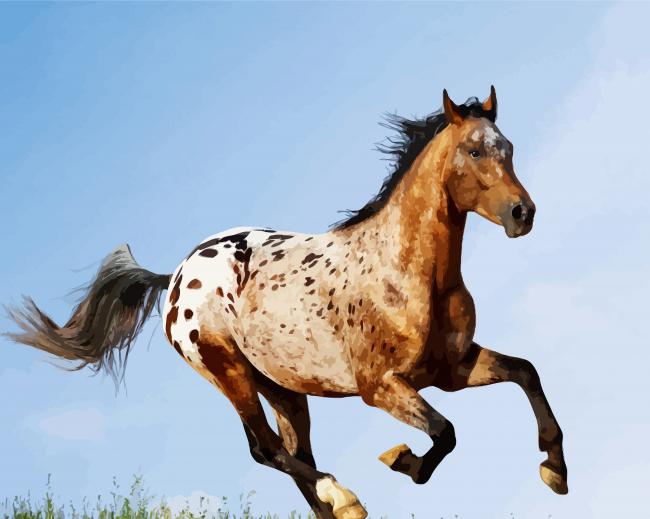 Appaloosa Horse Running paint by number