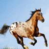 Appaloosa Horse Running paint by number