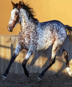 Appaloosa Horse paint by number