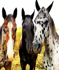 Appaloosa Horses paint by number