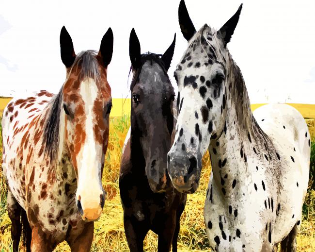 Appaloosa Horses paint by number