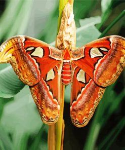 Atlas Moth Butterfly paint by number