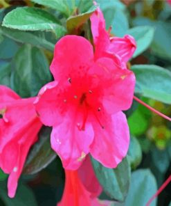 Azaleas Pink Flowers paint by number
