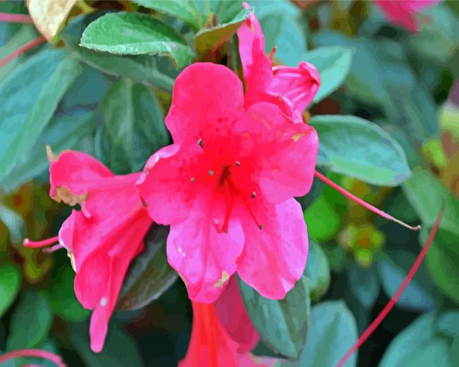 Azaleas Pink Flowers paint by number