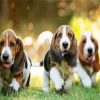 Basset Hound Puppies Dogs paint by number