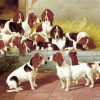 Basset Hound Puppies paint by number