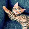 Bengal Kitten paint by number