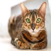 Bengal Cat With Green Eyes paint by number