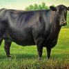 Black Angus Cattle paint by number