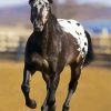 Black Appaloosa Horse paint by number