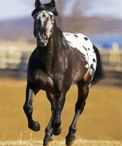 Black Appaloosa Horse paint by number