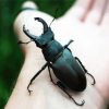 Black Beetle On Hand paint by number