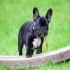 Black French Bulldog paint by number