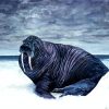 Black Walrus paint by number