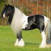 Black And White Clydesdale Horse paint by numbers