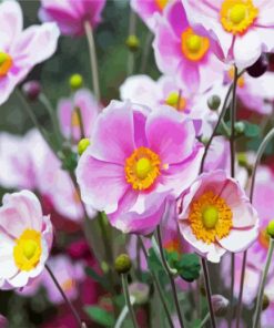 Blooming Anemones Flowers paint by number