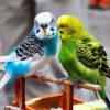 Blue And Green Parakeet Budgerigars paint by numbers