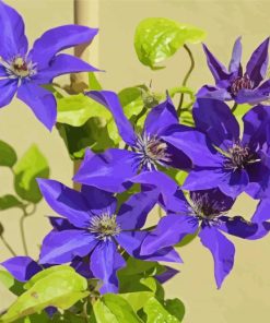 Blue Clematis Flowering Plants paint by numbers