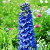 Blue Delphiniums paint by numbers