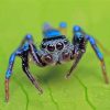 Blue Spider paint by numbers