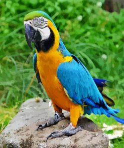 Blue And Gold Macaw paint by number