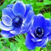 Blue Anemones Flowers paint by number