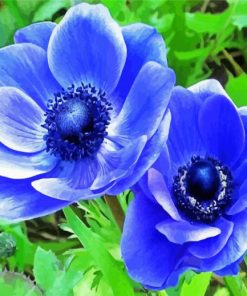 Blue Anemones Flowers paint by number