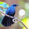 Blue Mockingbird paint by number