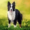 Border Collie Dog paint by number
