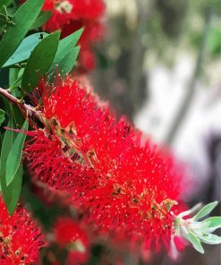 Bottlebrush Plants paint by numbers