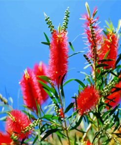 Red Bottlebrushes paint by numbers