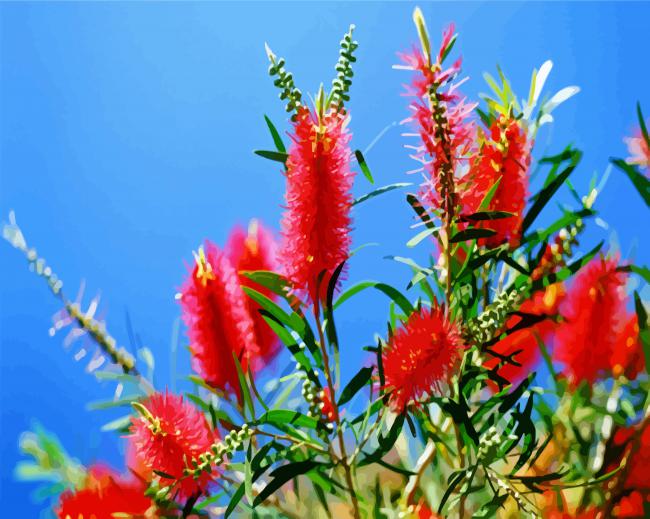 Red Bottlebrushes paint by numbers