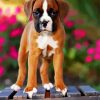 Boxer Puppy paint by number