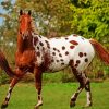 Brown Appaloosa Horse paint by numbers